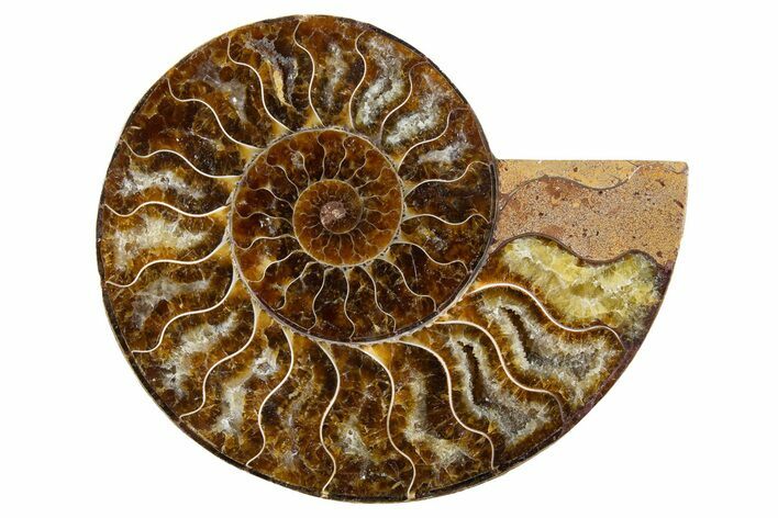 Cut & Polished Ammonite Fossil (Half) - Madagascar #345976